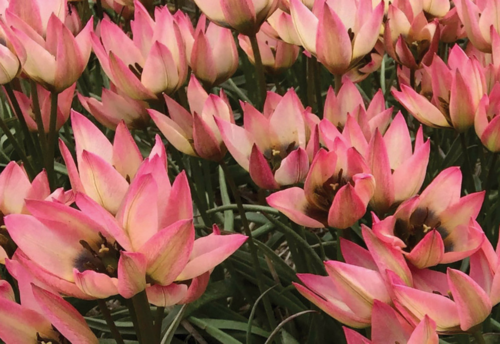Danique Tulip 10 Bulbs - Very Hardy - Perennial - 6/+ cm Bulbs