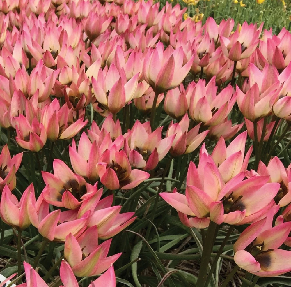 Danique Tulip 10 Bulbs - Very Hardy - Perennial - 6/+ cm Bulbs
