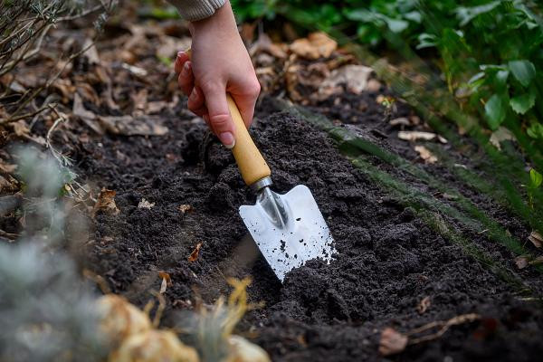 J.S. Dyt Rockgarden Iris 20 Bulbs - 5/+ cm Bulbs - Very Hardy!