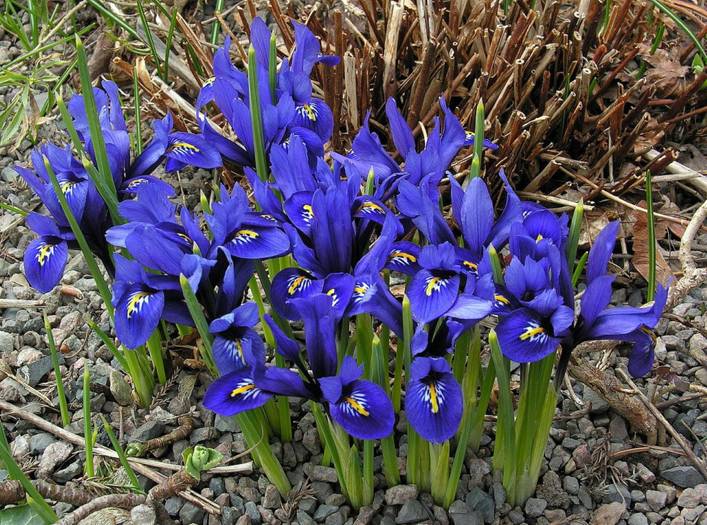 Harmony Rockgarden Iris 20 Bulbs - 5/+ cm Bulbs