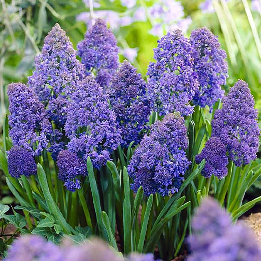 Fantasy Creation Grape Hyacinth 30 Bulbs - 8/9cm Bulbs - Muscari