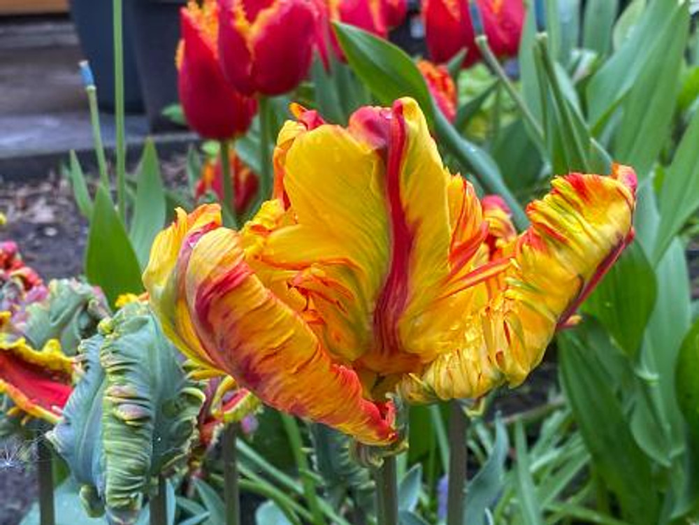 Rasta Parrot Tulip 5 Bulbs - Exotic - 12/+ cm Bulbs