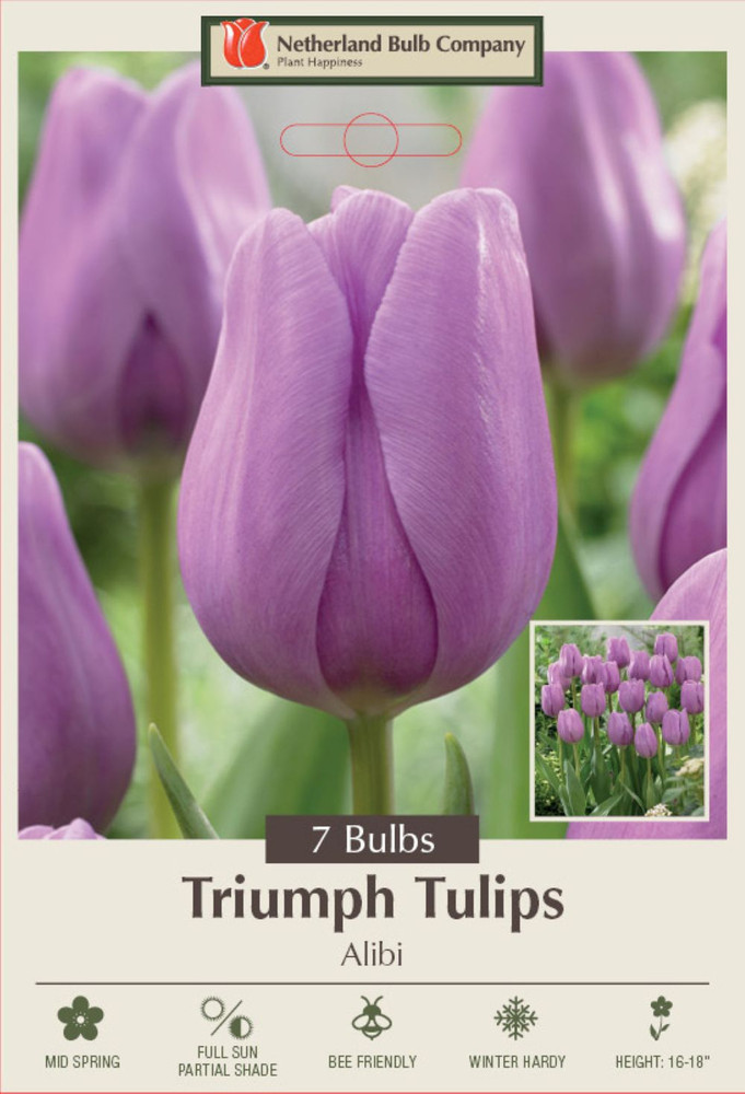 Alibi Triumph Tulip 7 Bulbs - Lavender Blooms - 12/+ cm Bulbs