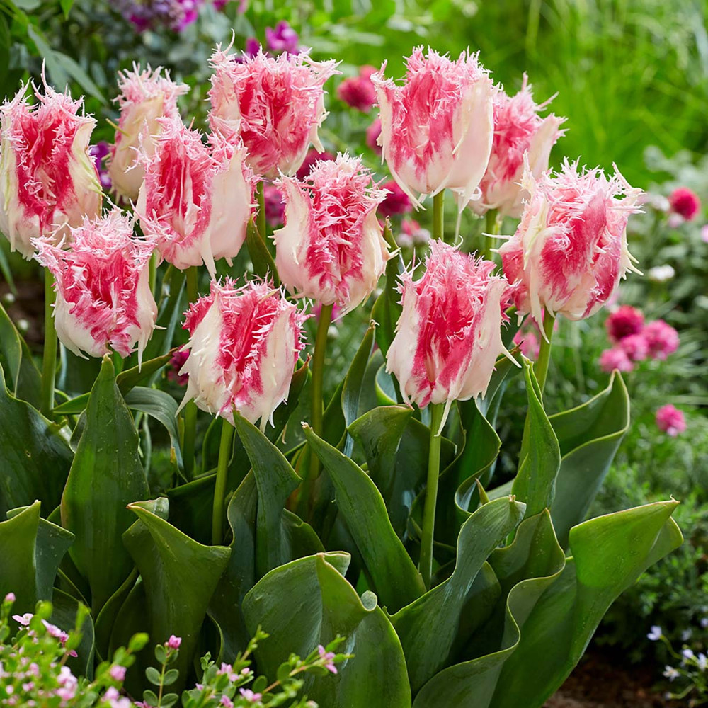 Drakensteyn Fringed Tulip 5 Bulbs - White/Baby Pink - 12/+ cm Bulbs