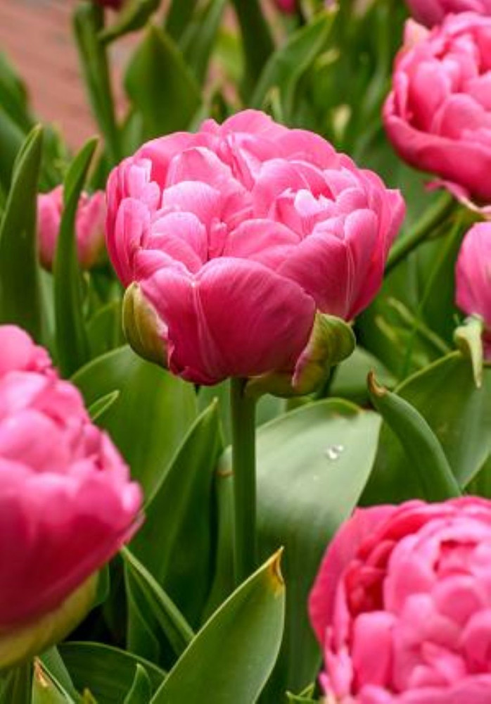 Amazing Grace Double Tulip 5 Bulbs - 12/+ cm Bulbs - Rose Pink