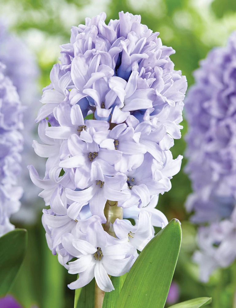 Caribbean Dream Hyacinth 4 Bulbs - Silvery Blue - Fragrant - 15/16 cm Bulbs