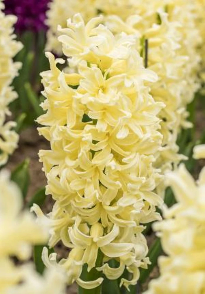 Hyacinth City of Haarlem - 4 Bulbs - Fragrant! - 15/16 cm Bulbs
