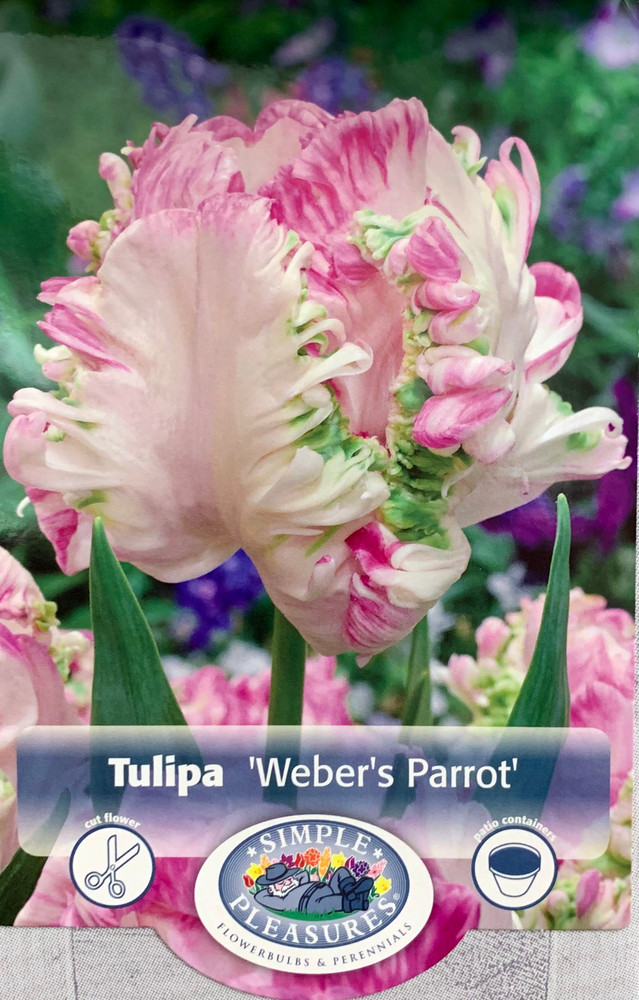 Weber's Parrot Tulip 5 Bulbs - Cream/Pink/Green - 12/+ cm Bulbs
