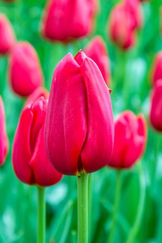 Kingsblood Single Late Tulip 5 Bulbs - 12/+ cm Bulbs