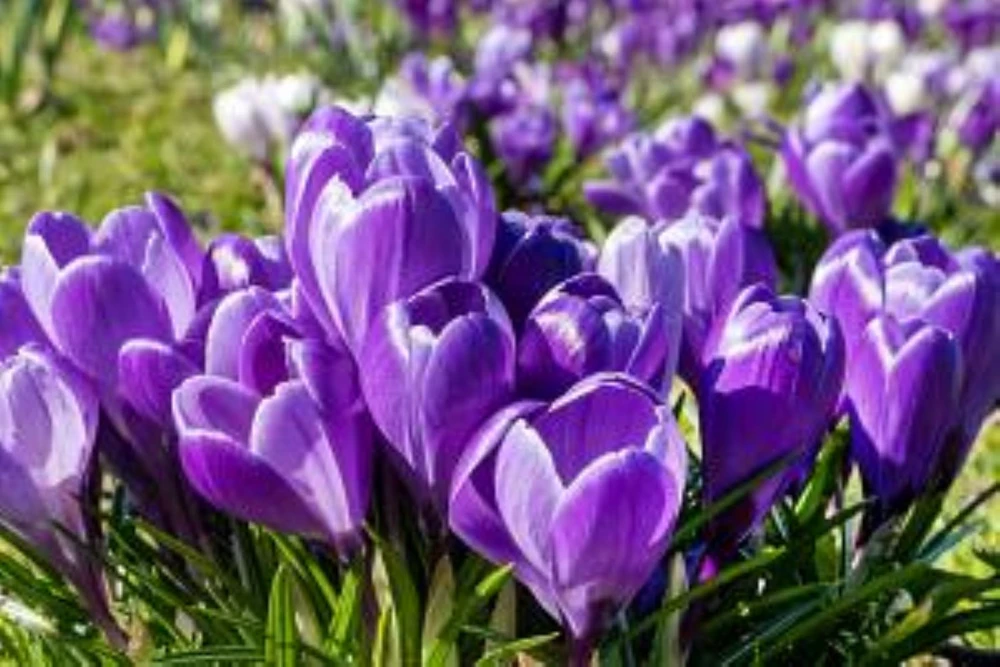 Flower Record Giant Crocus 15 Bulbs - 8/9 cm Bulbs