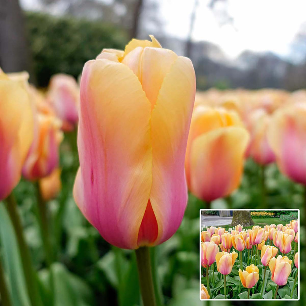 Blushing Impression Darwin Tulip - 8 Bulbs 12/+ cm - NEW