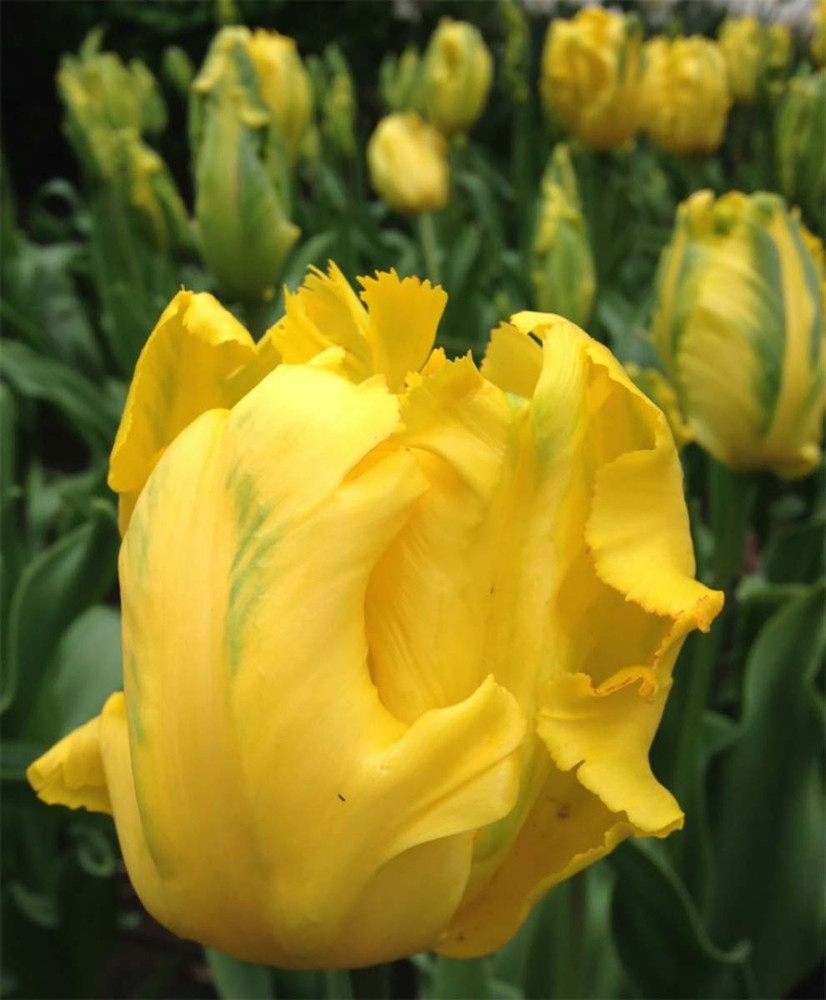 Texas Gold Parrot Tulip 5 Bulbs - 12/+ cm Bulbs