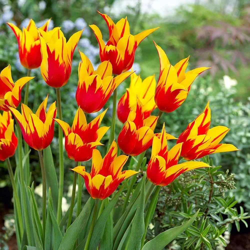 Fire Wings Lily-Flowered Tulip 5 Bulbs - 12/+cm Bulbs