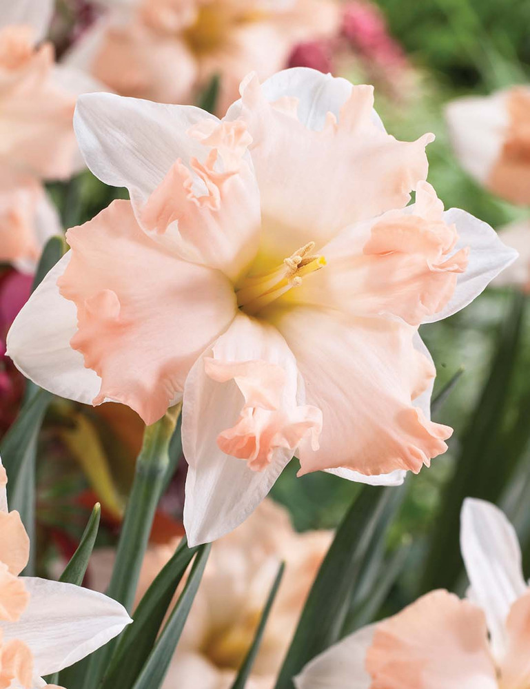 Waltz Butterfly Daffodil - 5 Bulbs 14/16 cm Bulbs