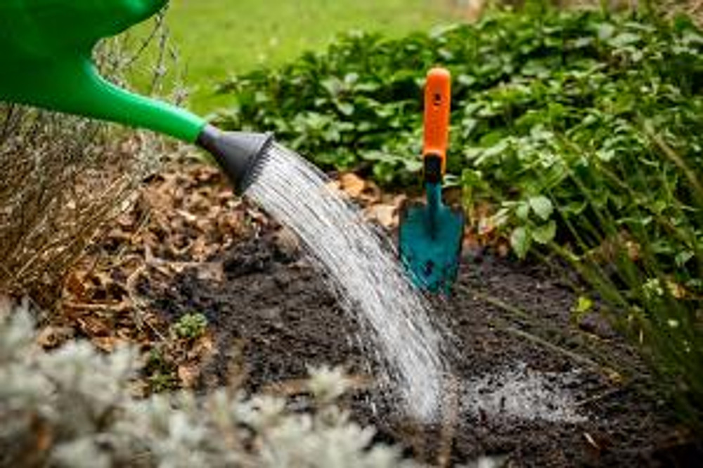 Waltz Butterfly Daffodil - 5 Bulbs 14/16 cm Bulbs