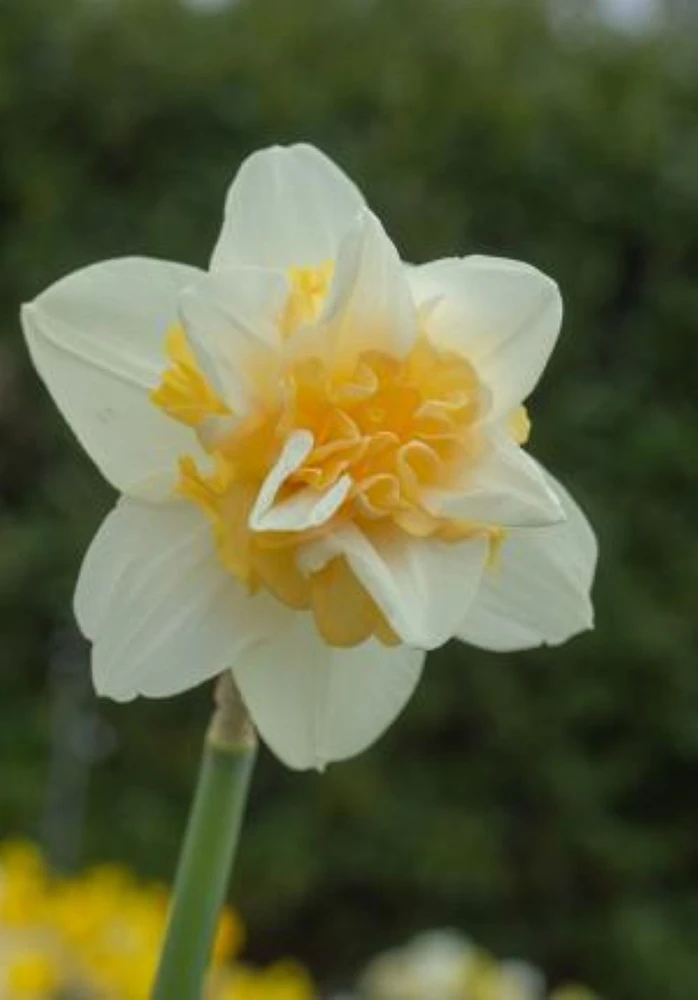 Sweet Desire Double Daffodil 5 Bulbs - 14/16 cm Bulbs