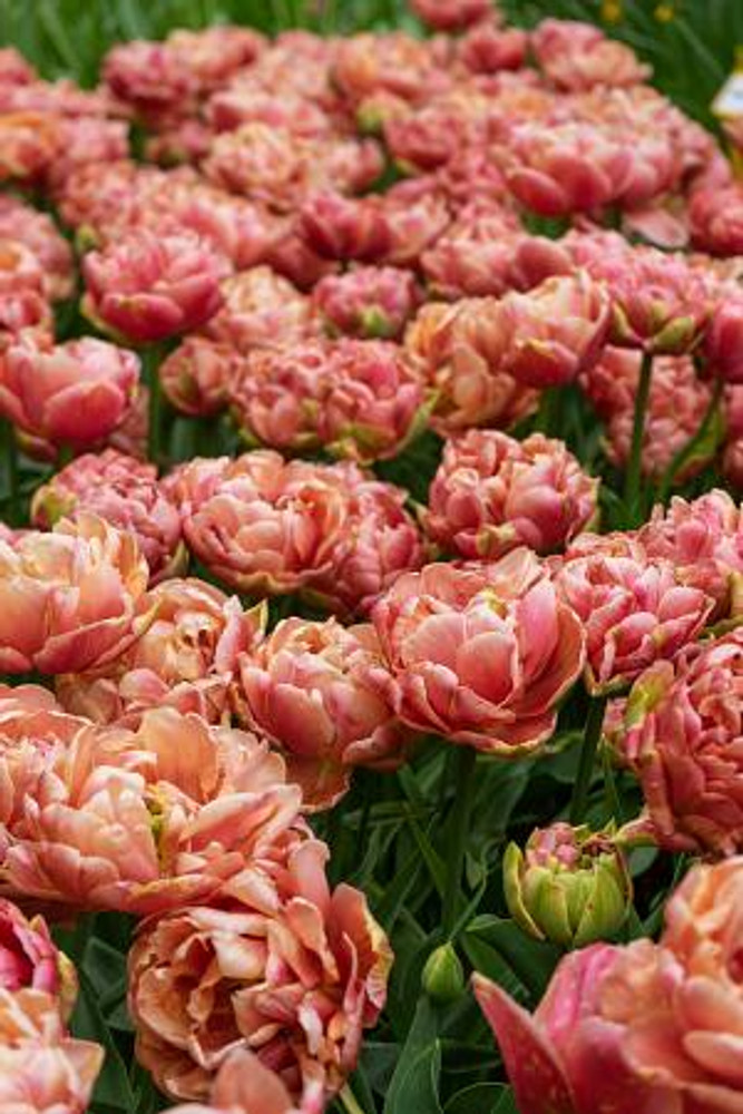 Copper Image Double Late Tulip - 5 Bulbs - 12/+ cm Bulbs