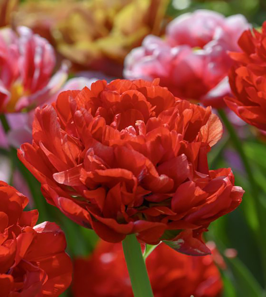 Bombastic Red Double Late Tulip - 7 Bulbs - 12/+ cm Bulbs