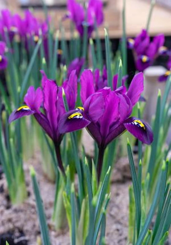 Purple Hill Rockgarden Iris - 12 Bulbs - 7/+ cm Bulbs - Very Hardy!