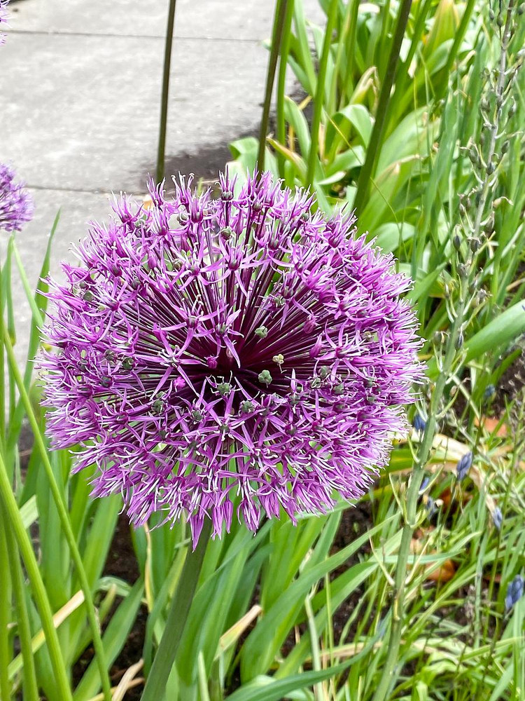 Allium rosenbachianum - Showy Persian Onion - 3 Bulbs - 10/+ cm Bulbs