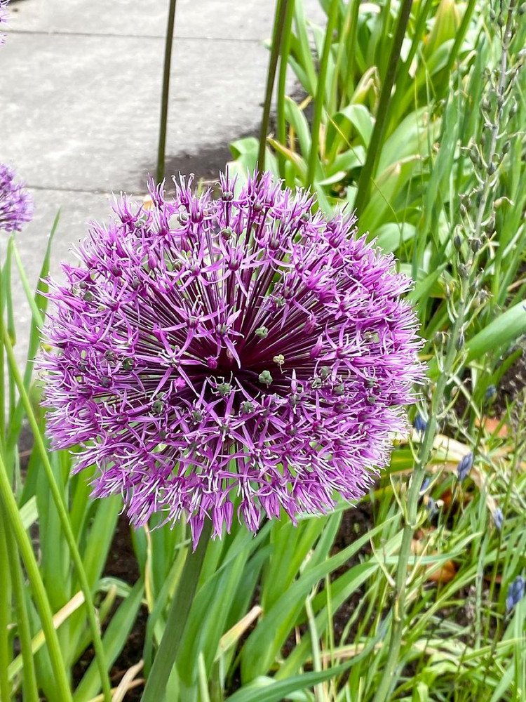 Allium rosenbachianum - Showy Persian Onion - 3 Bulbs - 10/+ cm Bulbs
