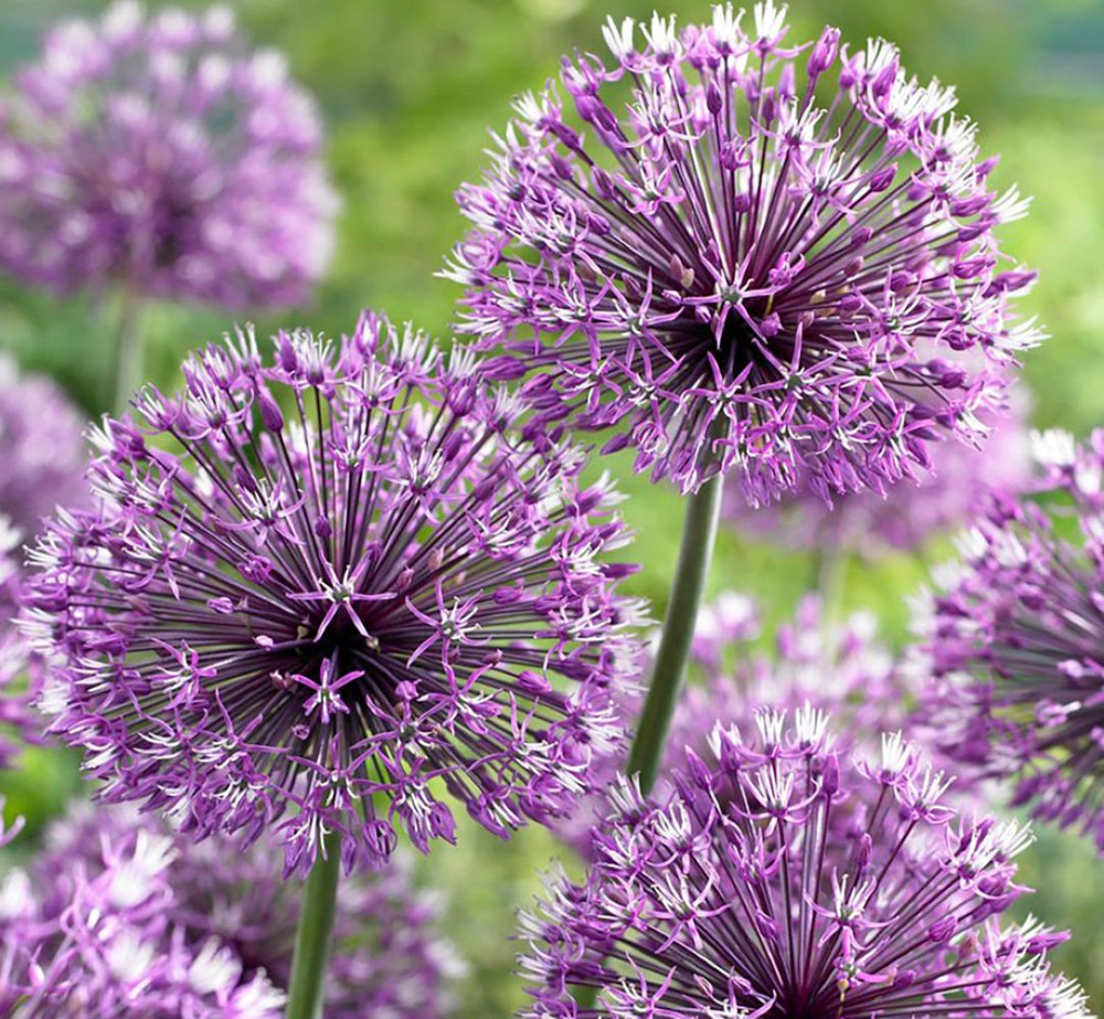 Allium rosenbachianum - Showy Persian Onion - 3 Bulbs - 10/+ cm Bulbs