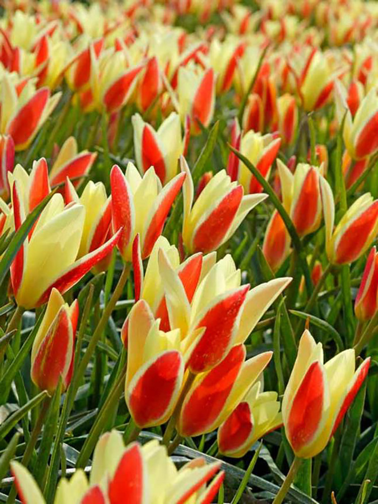Tinka Candlestick Perennial Tulip 10 Bulbs - Very Hardy! - 6/+ cm Bulbs