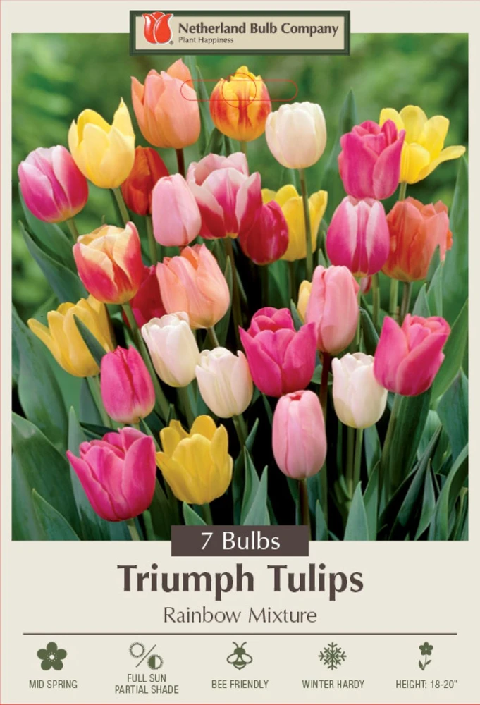 Rainbow Mix Tulip 7 Bulbs - Bright Array of Colors - 12/+ cm Bulbs