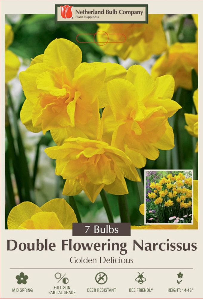 Golden Delicious Double Flowering Narcissus/Daffodil 7 Bulbs - 10/12 cm Bulbs