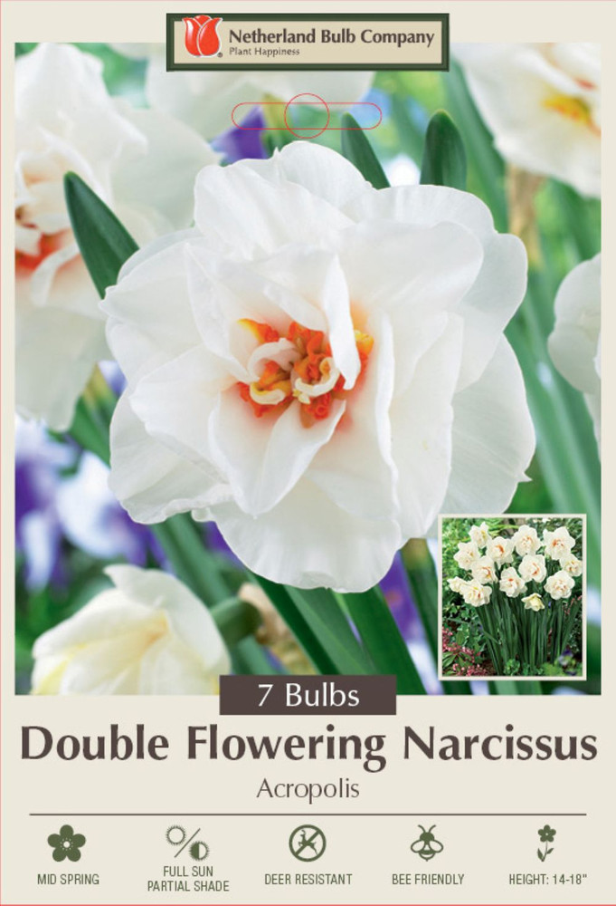 Acropolis Narcissus/Daffodil 7 Bulbs - 14/16 cm Bulbs - Double Flowering