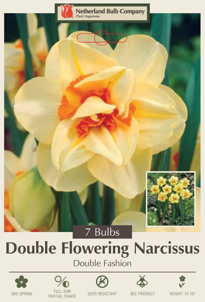 Double Fashion Narcissus - 7 Bulbs - 14/16 cm Bulbs