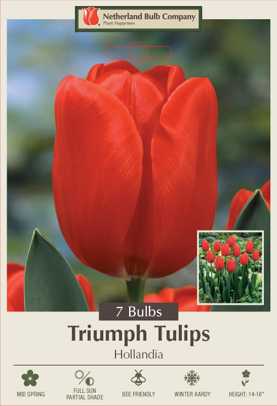 Hollandia Triumph Tulip 7 Bulbs - 12/+ cm Bulbs - Best Red