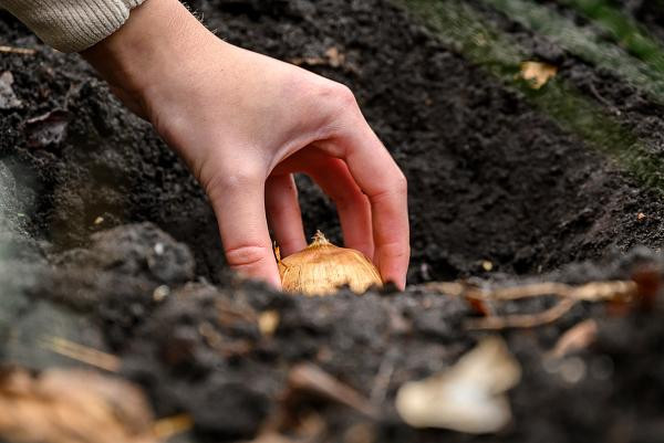 Hollandia Triumph Tulip 7 Bulbs - 12/+ cm Bulbs - Best Red