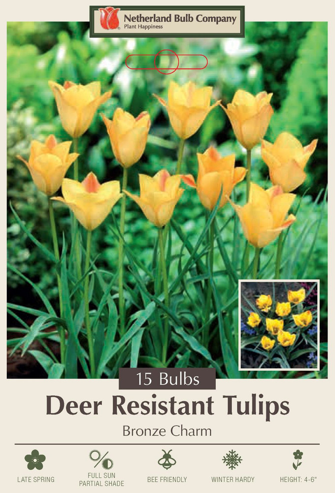 Bronze Charm Tulip 15 Bulbs - Very Hardy - 6/+ cm Bulbs