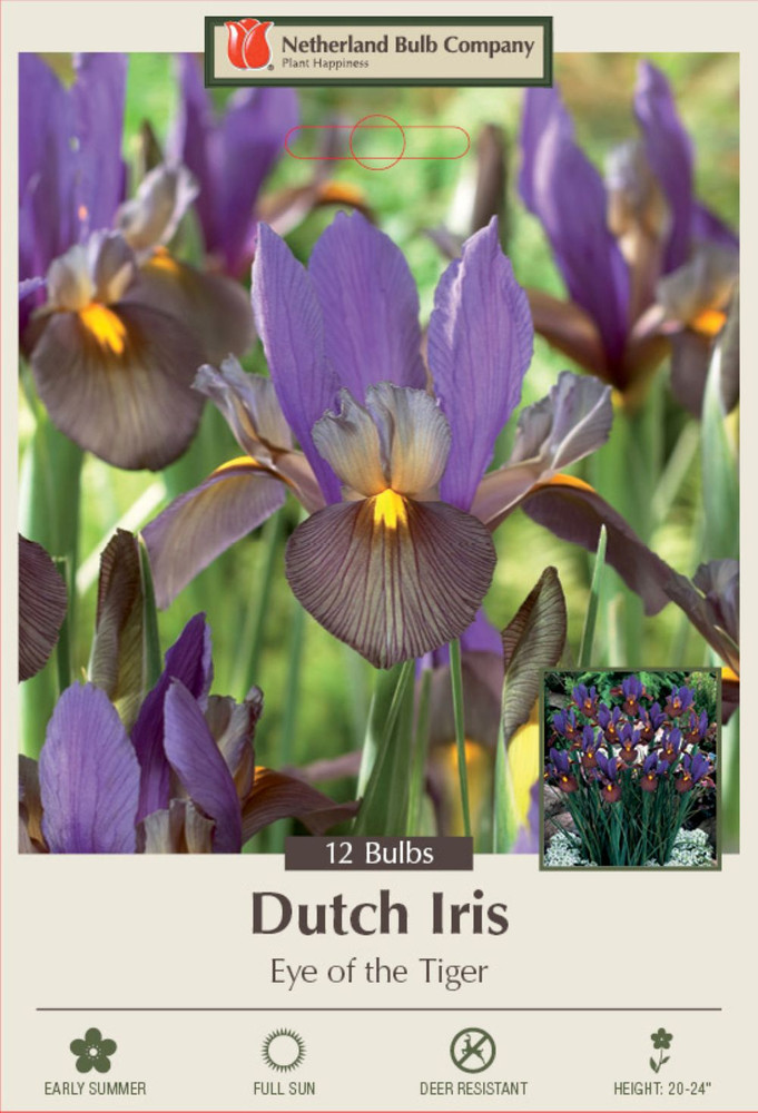 Eye of the Tiger Dutch Iris 12 Bulbs - Multiply Rapidly - 8/9 cm Bulbs