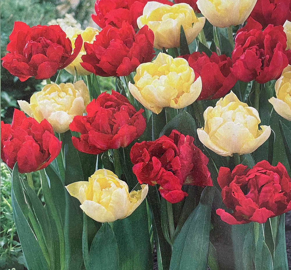 Red & Yellow Double Early Mix Tulip - 7 Bulbs - 12/+ cm Bulbs