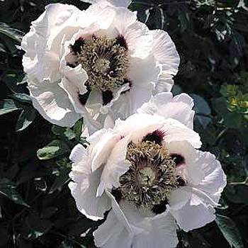 Rocks Peony 3 Seeds - Paeonia rockii