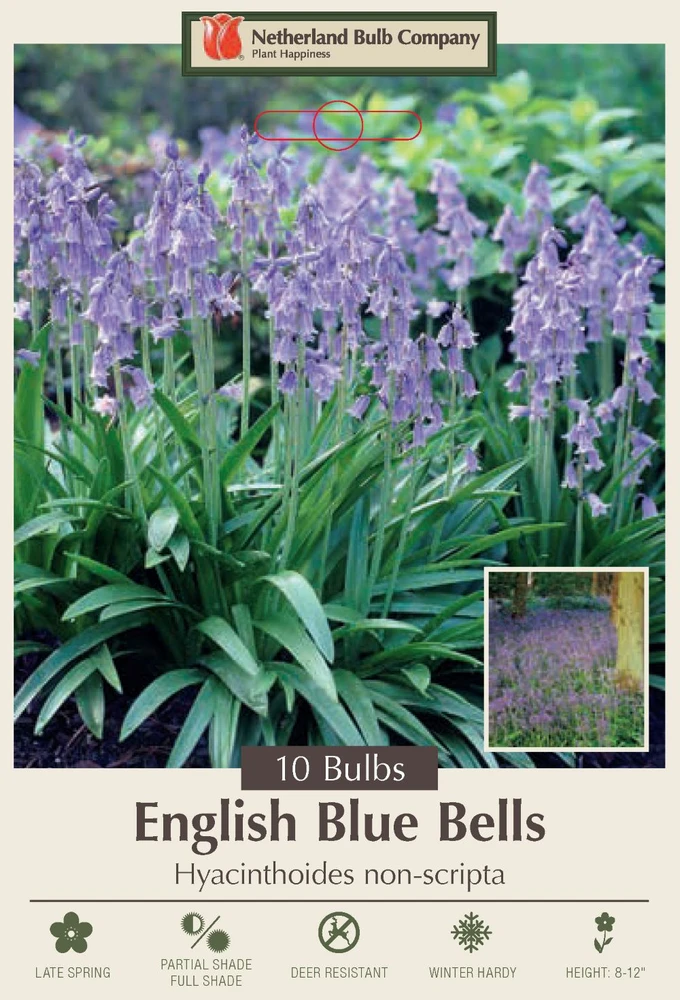 English Blue Bells 10 Bulbs - Hyacinthoides - Heirloom - 6/+ cm Bulbs