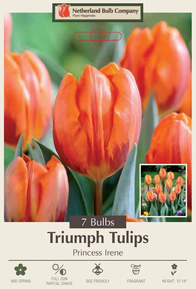 Princess Irene Triumph Tulip 7 Bulbs - 12/+ cm Bulbs