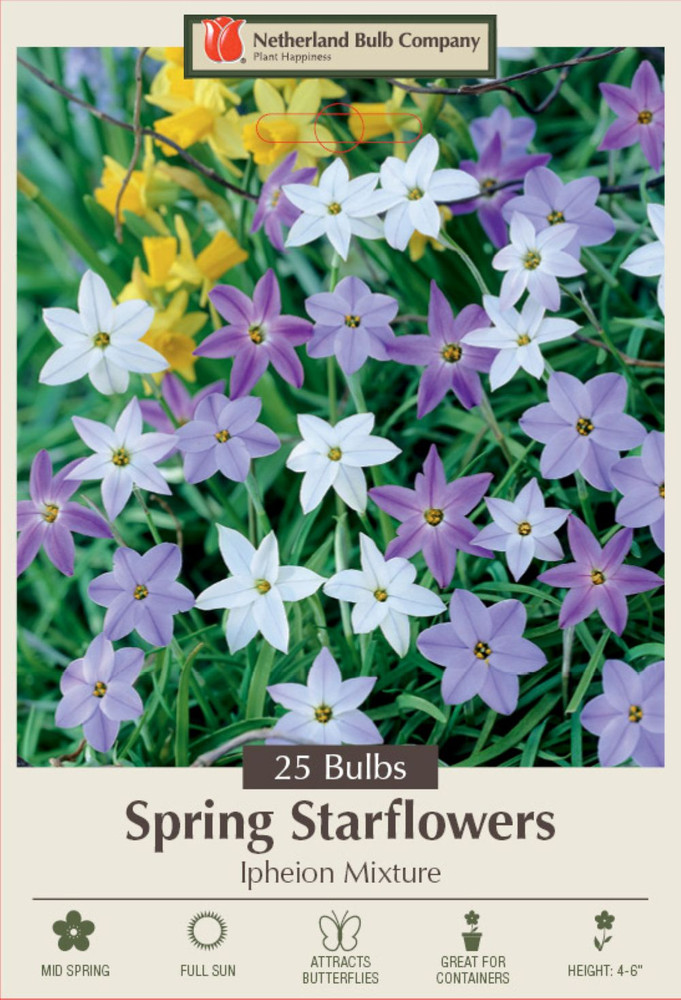 Starflowers Mix 25 Bulbs 3/+ cm Bulbs - Very Hardy - Ipheion uniflorum