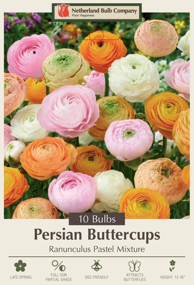 Pastel Mix Persian Buttercups Ranunculus 10 Bulbs - 6/7 cm Bulbs