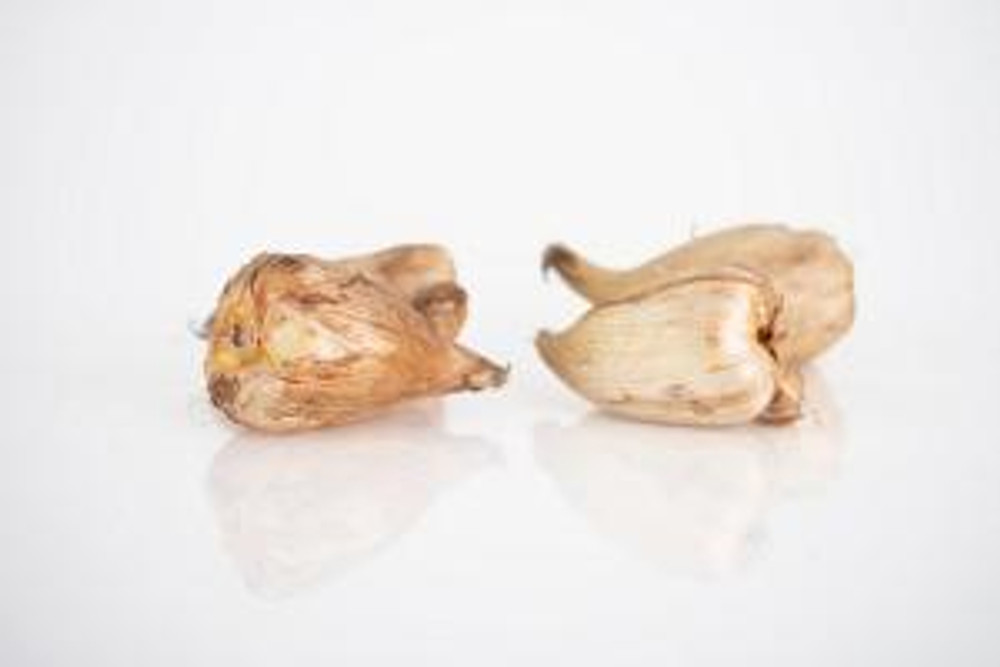 Double Blue Freesia - 20 Bulbs - Crystal Clear Blue - Fragrant - 6/+ cm Bulbs