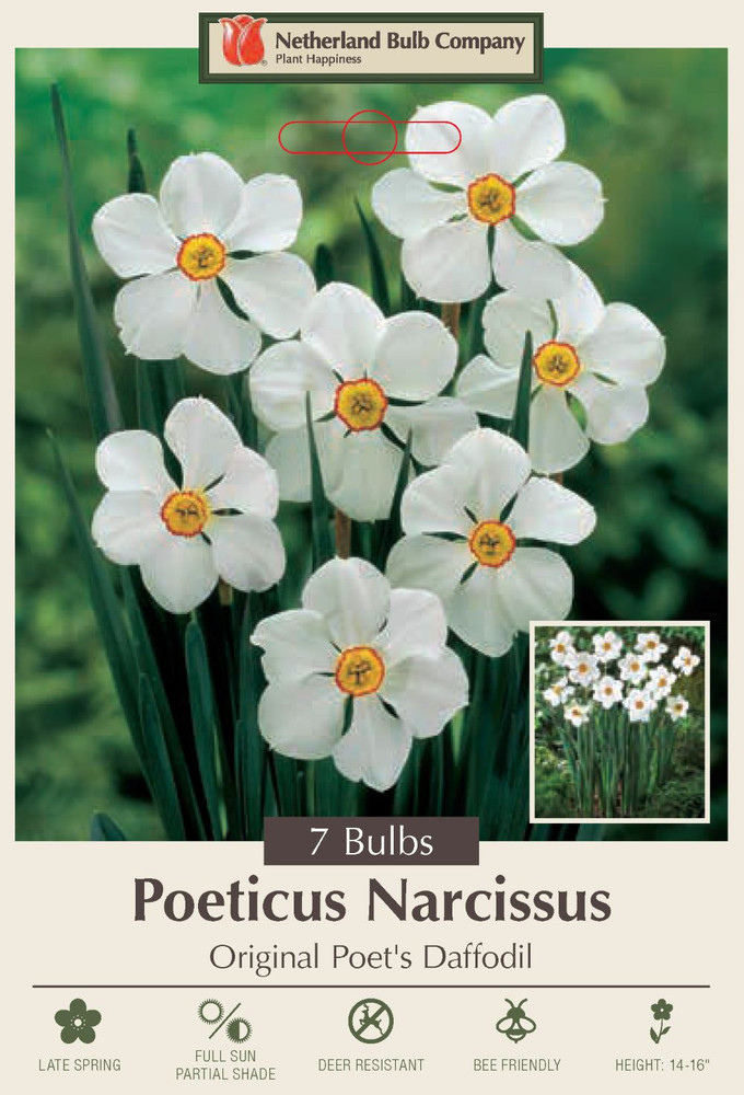 Original Poet's Daffodil - 7 Bulbs - Pheasant's Eye Narcissus - 14/16 cm Bulbs