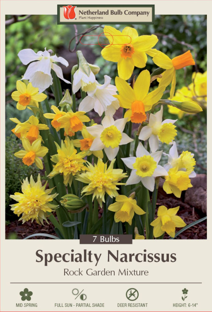 Rockgarden Narcissus Mix - 7 Bulbs - 12/14 cm Bulbs