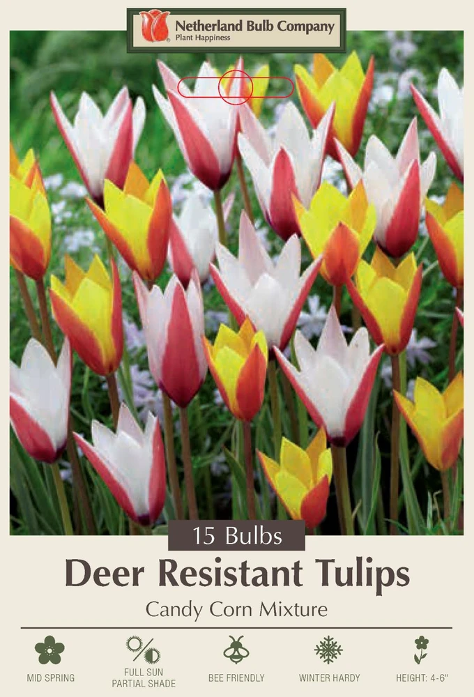 Candy Corn Mix Tulip 15 Bulbs - 6/+ cm Bulbs