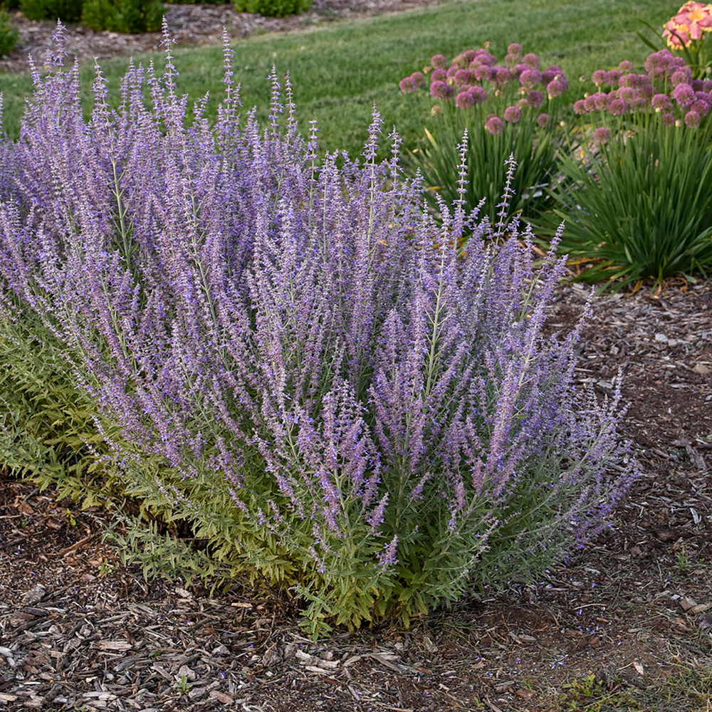 Sage Advice Russian Sage Live Plant - Perovskia - Gallon Pot - Proven Winners