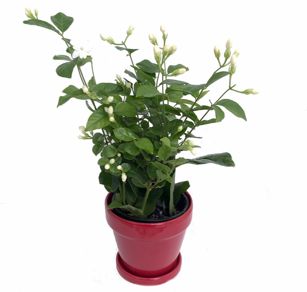 Hirt's Arabian Tea Jasmine Plant - Maid of Orleans - 4" Ceramic Pot/Saucer