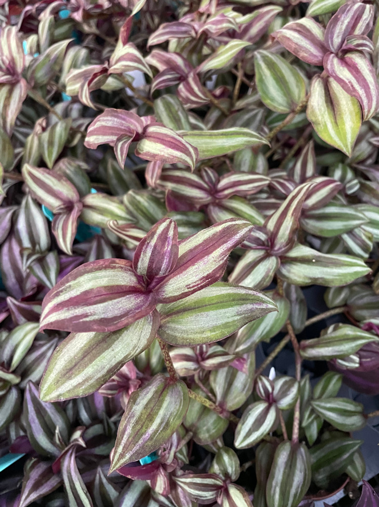 Sterling Silver Tradescantia - 2 Plants 2" Pots - Purple & Silver