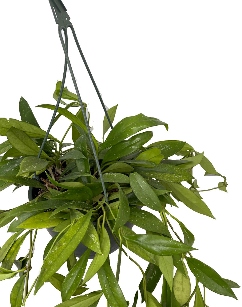 Rare Pubicalyx Wax Plant - Hoya - Great House Plant - 8" Hanging Basket