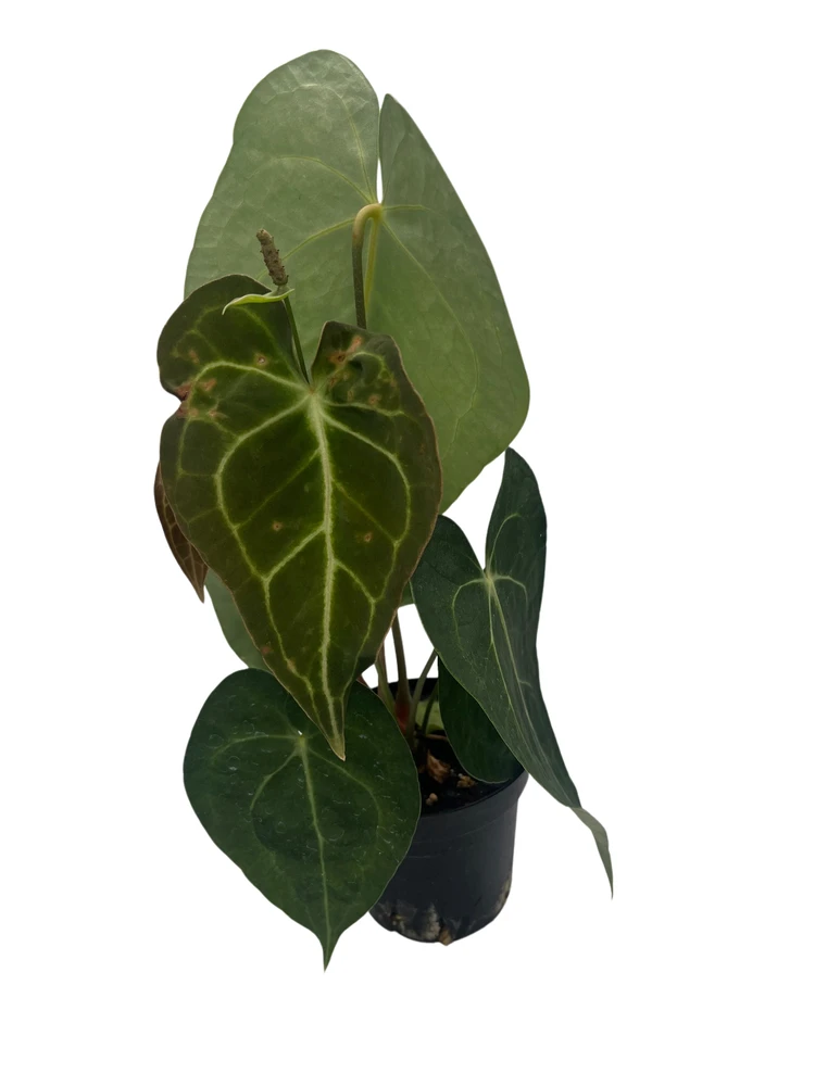 Rare Velvet Cardboard Anthurium Clarinervium - House Plant - 4" Pot